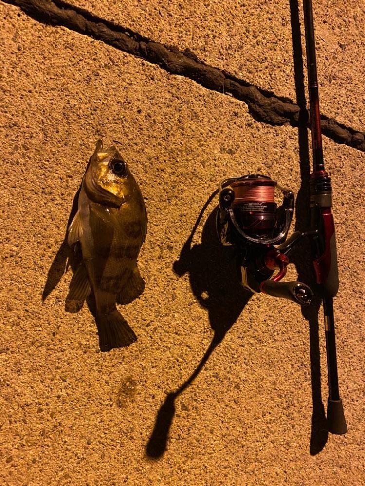 極寒期のメバリング