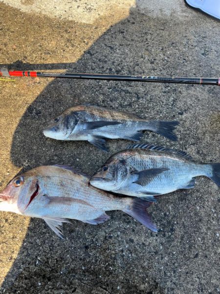 フカセ釣り　ハリス切られまくり