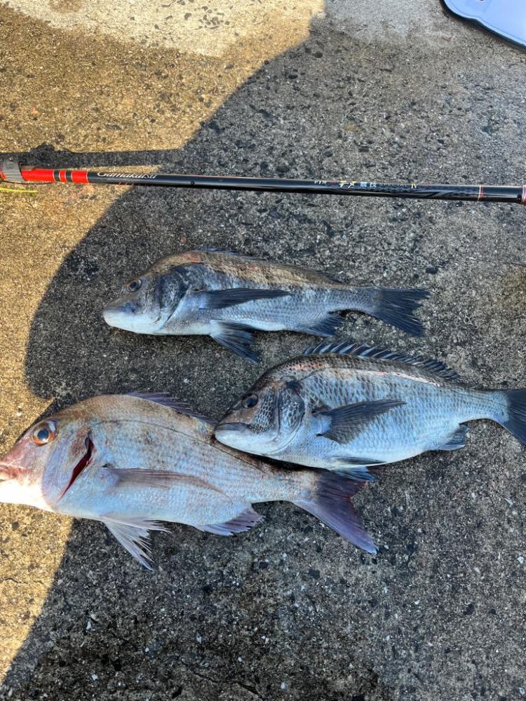 フカセ釣り　ハリス切られまくり