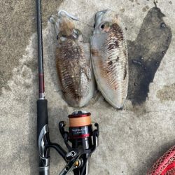 スミイカエギング