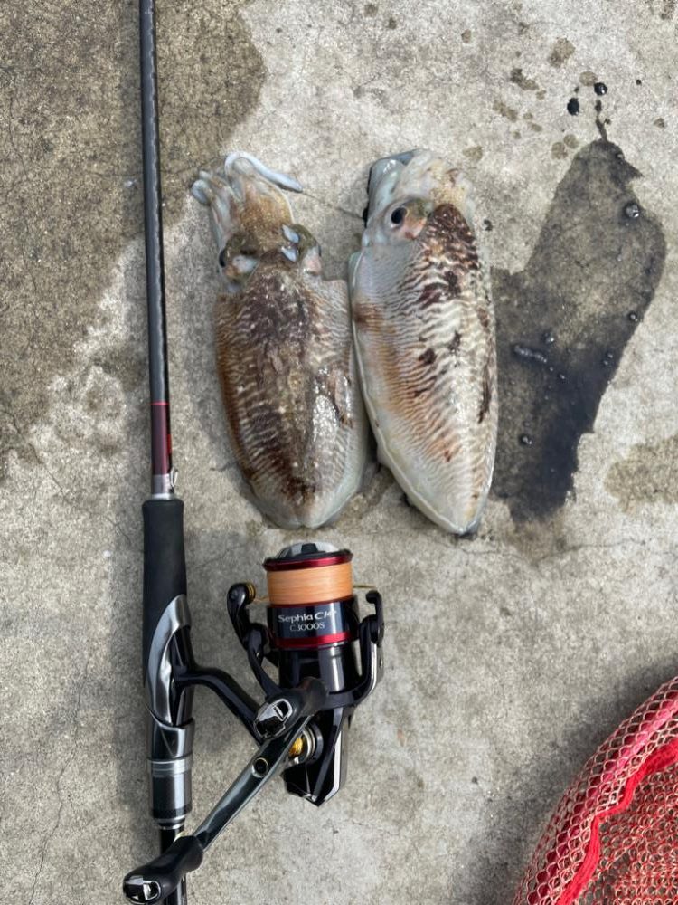 スミイカエギング