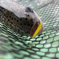 京都府亀岡市　エリアトラウト