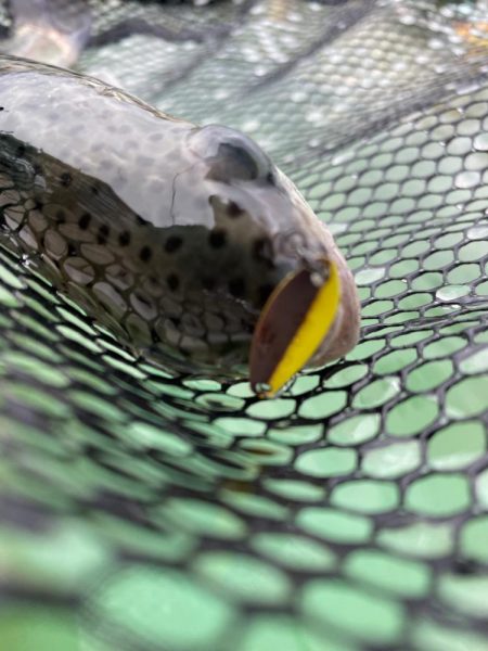 京都府亀岡市　エリアトラウト