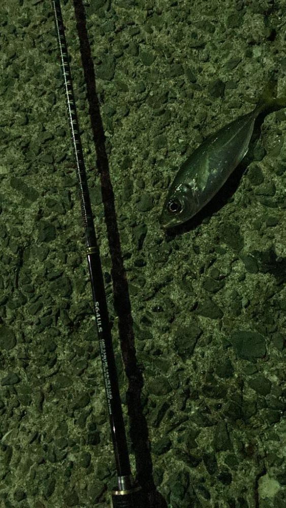 ライトゲームin呼子