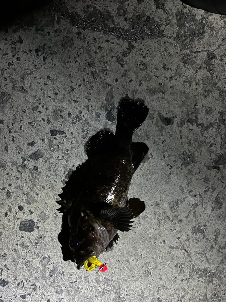 四日市根魚ライトゲーム