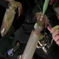 餌木蔵ヤリイカゲット！