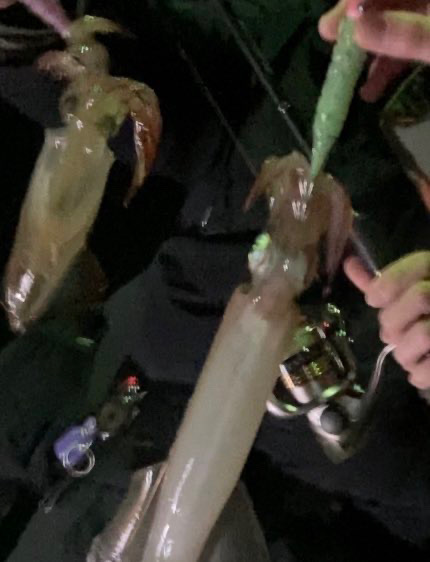 餌木蔵ヤリイカゲット！