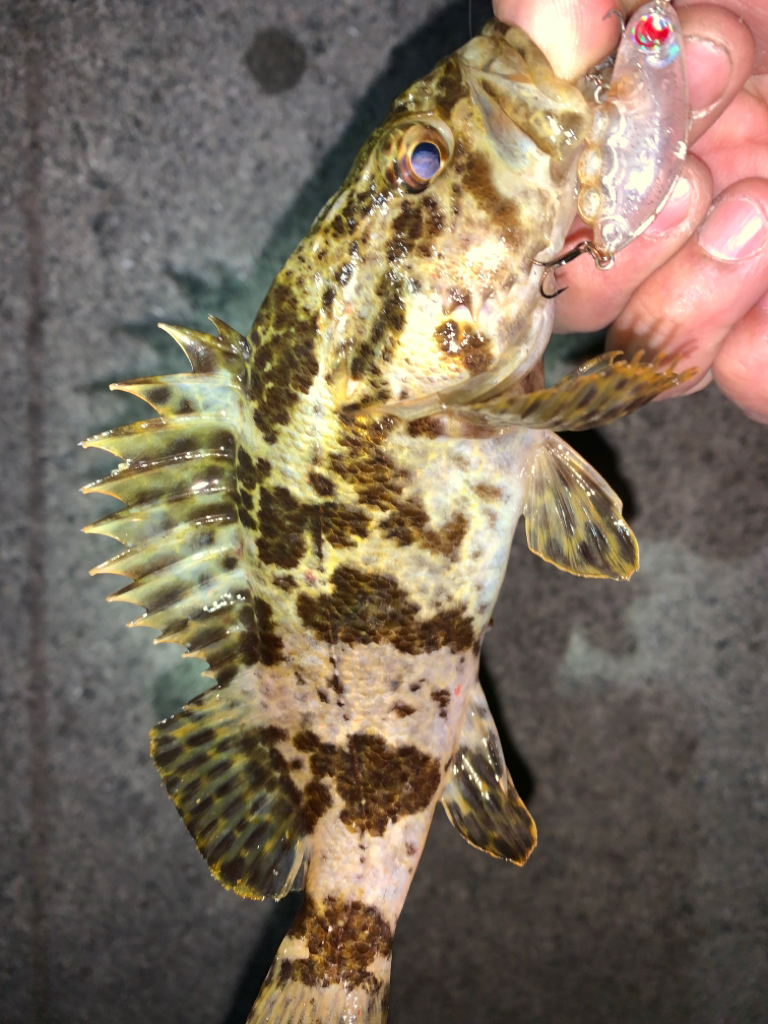 メバル12＋タケノコメバル①