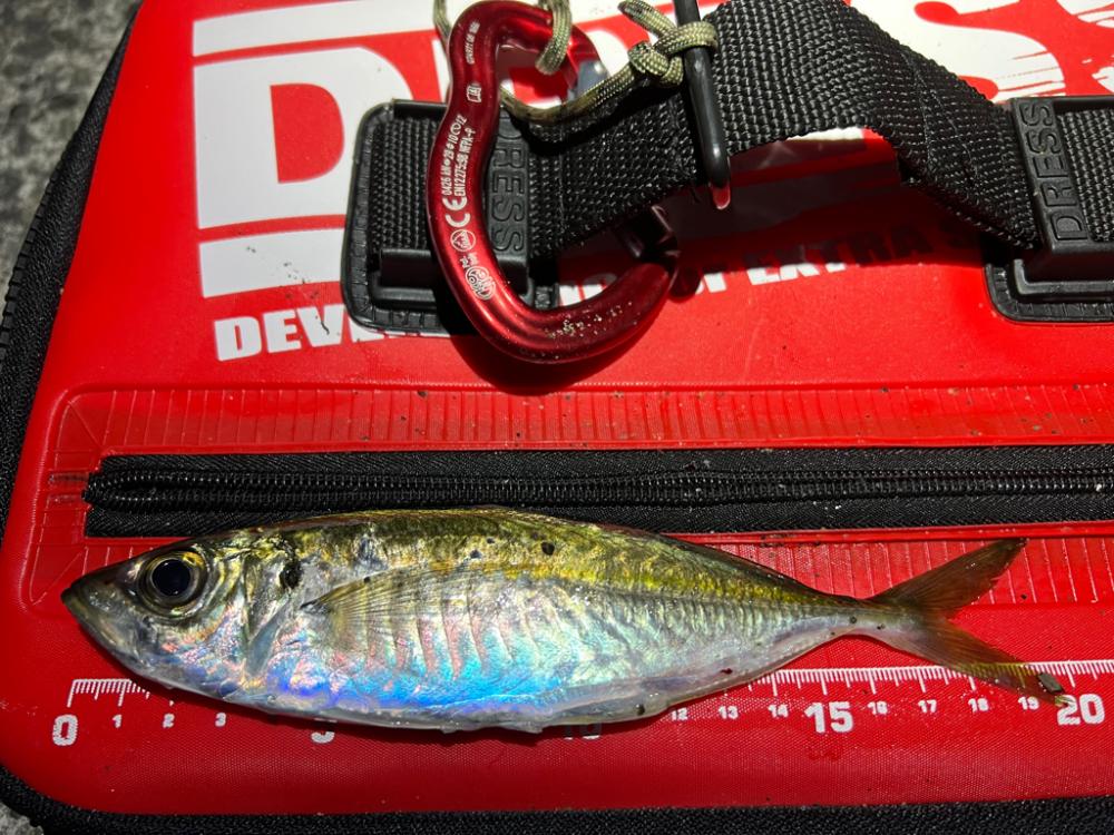 鯵を探して三千里Vel.28