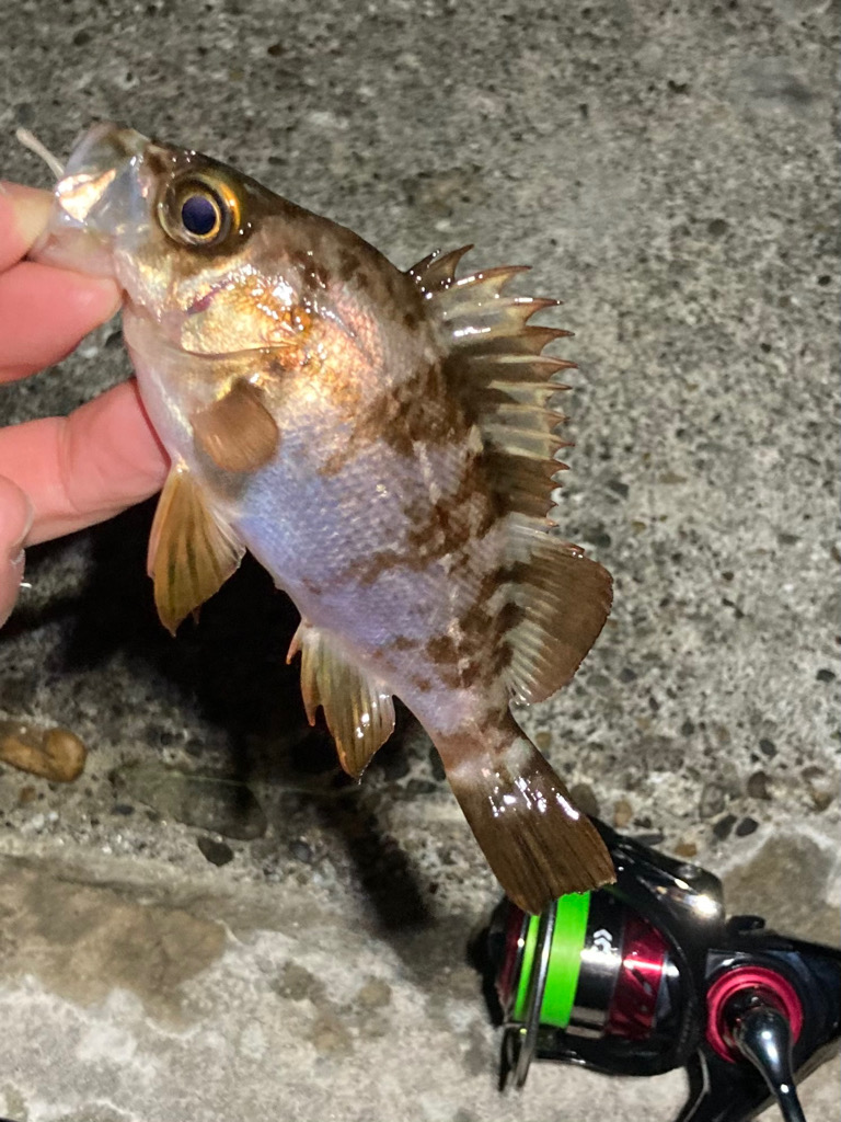 メバルぽろぽろ