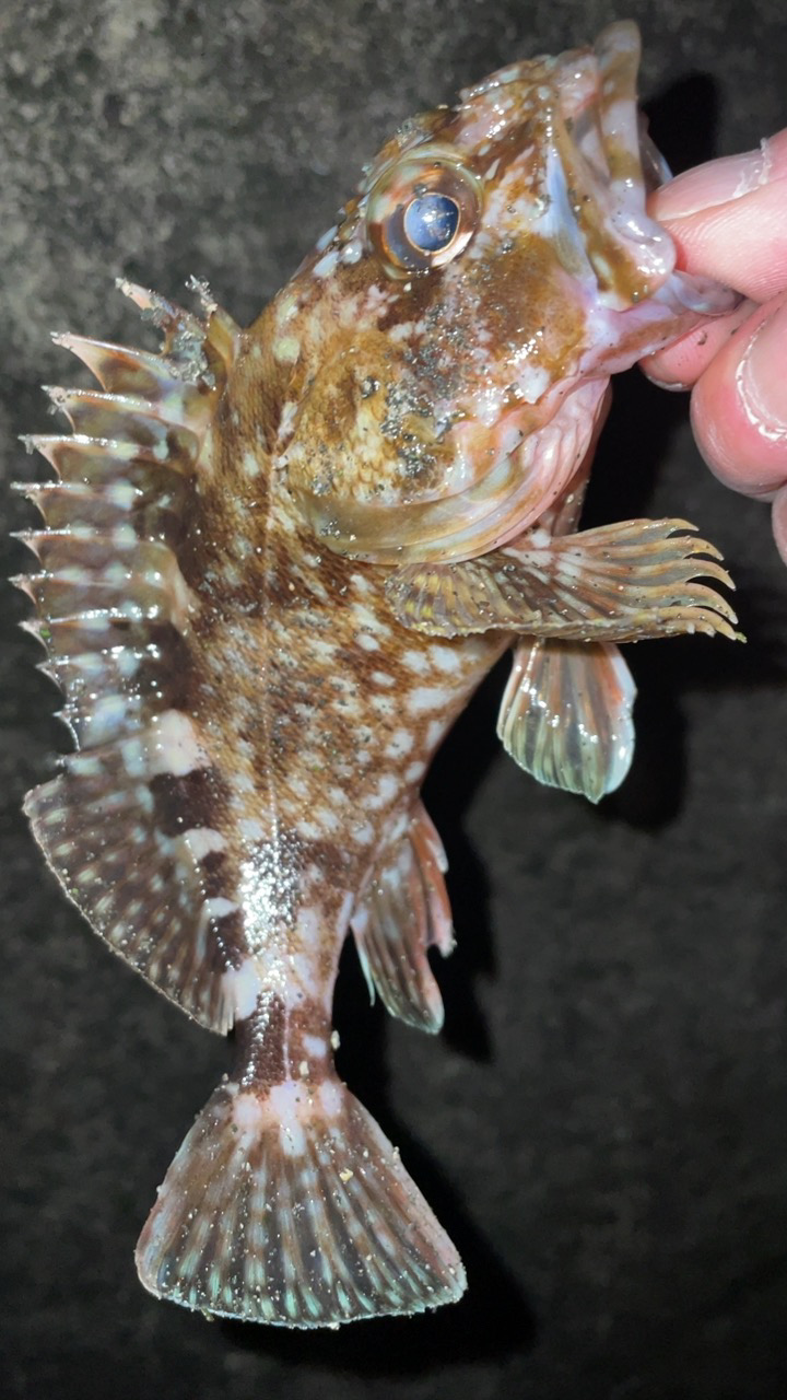 雨のちメバリング♪