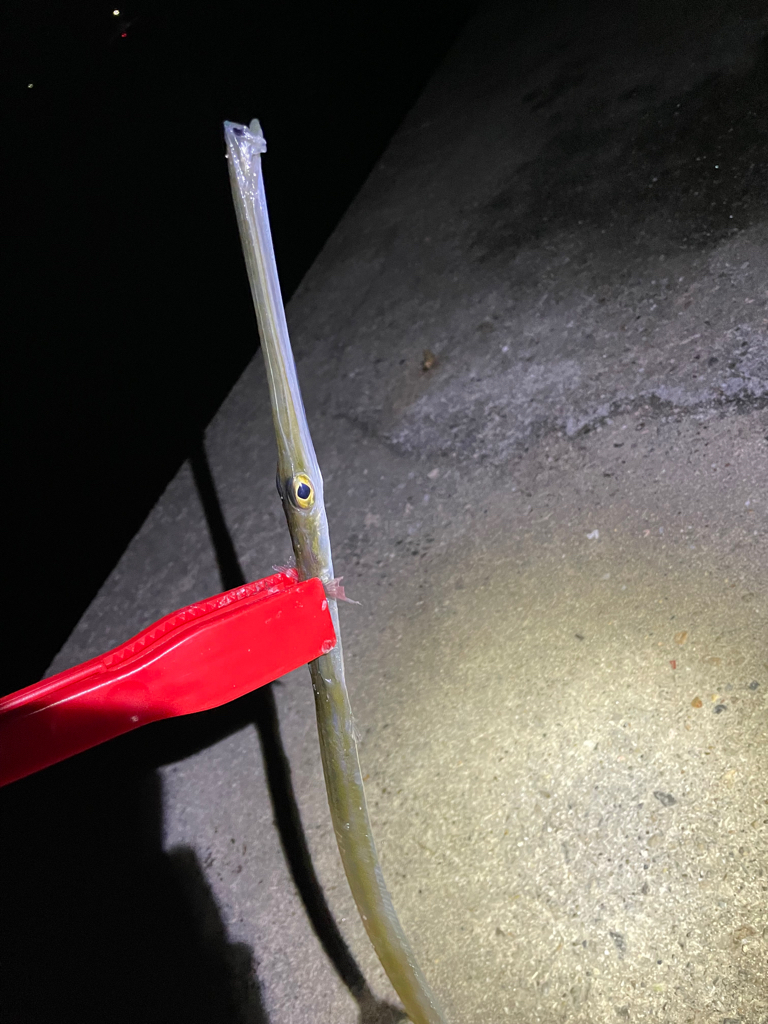 極寒のアジング