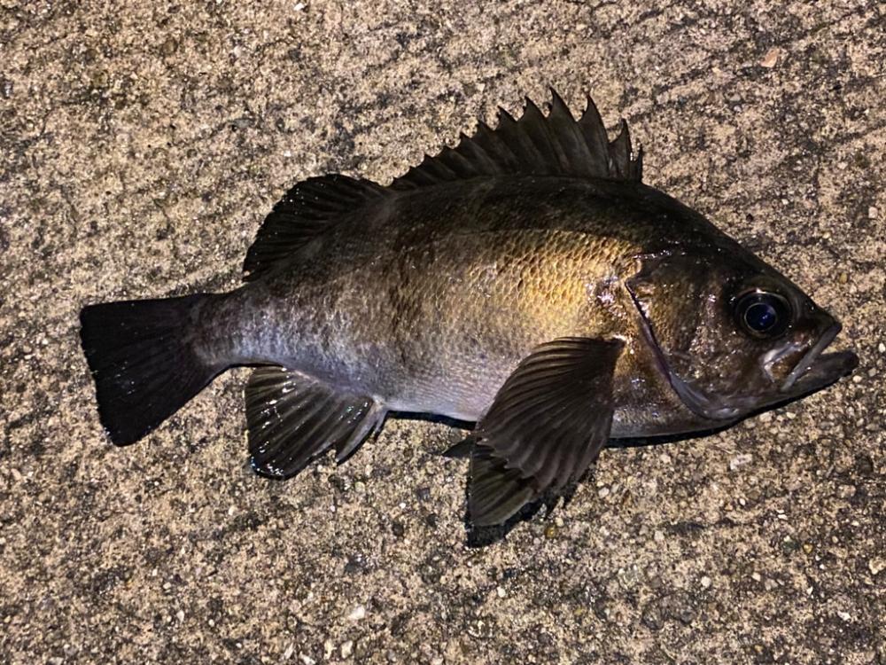 淡路メバリング