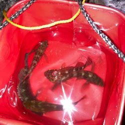 メバリング不発