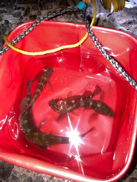 メバリング不発