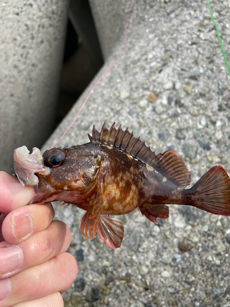 帰ってきた穴釣りNo.5