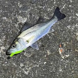 リグデザインのリブリブでメバリング｜姫路でフィールドモニター釣行