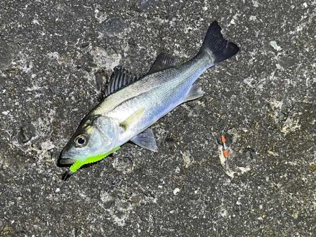 リグデザインのリブリブでメバリング｜姫路でフィールドモニター釣行