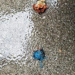 清掃活動：サワラ