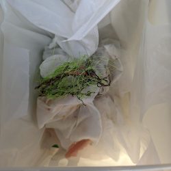 清掃活動：メバリング