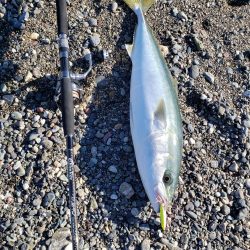 鰤っちやいました