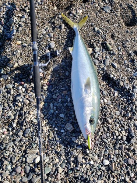 鰤っちやいました