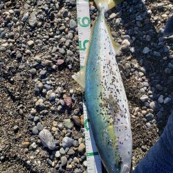 鰤っちやいました