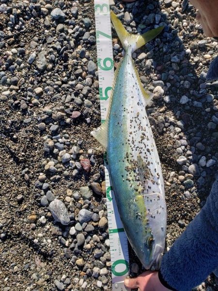 鰤っちやいました