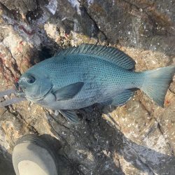 たかたかの釣り日記