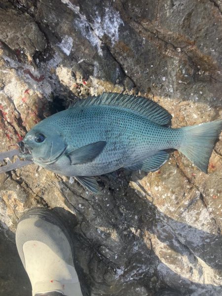 たかたかの釣り日記