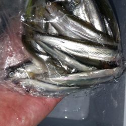 花冷え～稚鮎も…