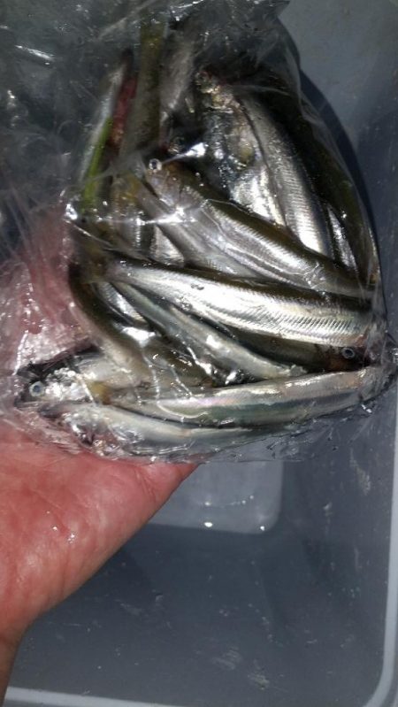 花冷え～稚鮎も…