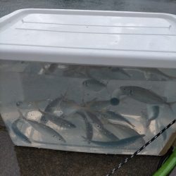 今日はアジが多めでした