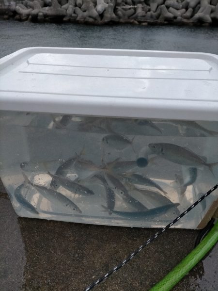 今日はアジが多めでした