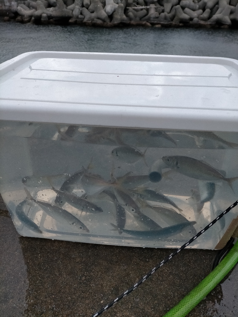 今日はアジが多めでした