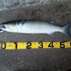 プチsalt water game