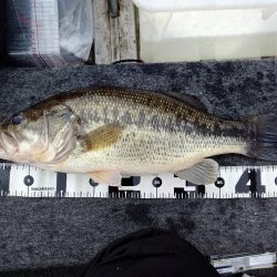 春の一庫ダムへ