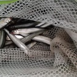 稚鮎～いつまで？