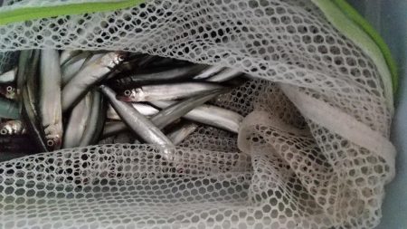 稚鮎～いつまで？