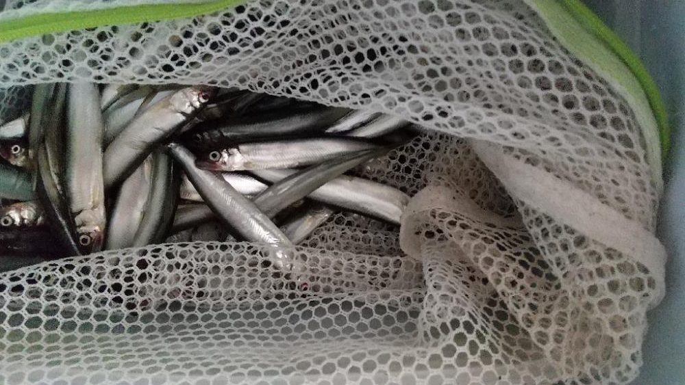 稚鮎～いつまで？