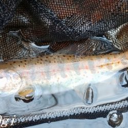 今シーズン2回目の釣行で33匹！！