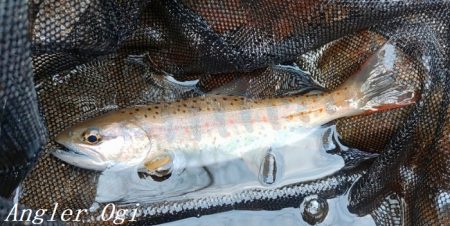 今シーズン2回目の釣行で33匹！！