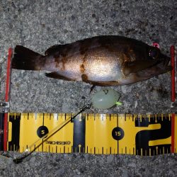 バチ抜けシーバス狙いからのメバリング&#x…