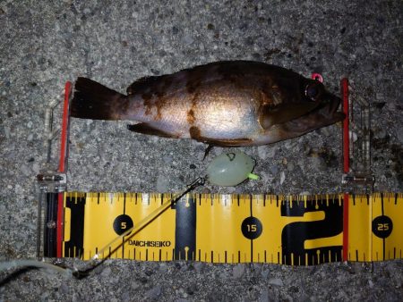 バチ抜けシーバス狙いからのメバリング&#x…