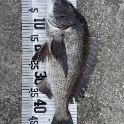 年無し4枚❗️（イチノ兄弟）