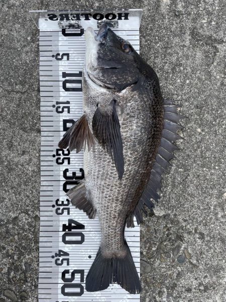 年無し4枚❗️…