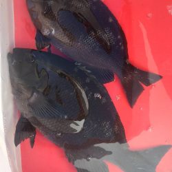 和歌山市江（吉丸渡船）で磯フカセ