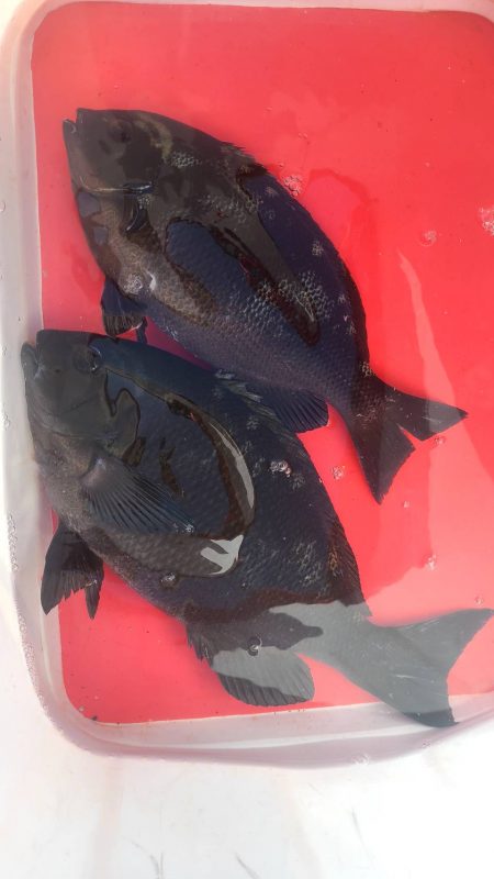 和歌山市江（吉丸渡船）で磯フカセ