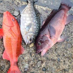 和歌山市江（吉丸渡船）で磯フカセ