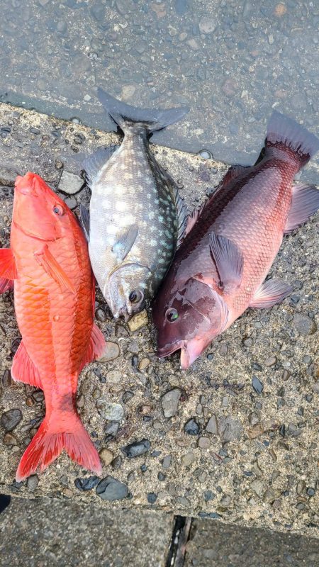 和歌山市江（吉丸渡船）で磯フカセ